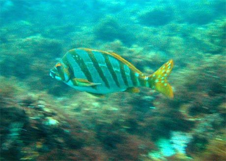 右巻き左巻き タカラガイの独り言