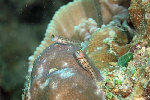 isigakikaeru