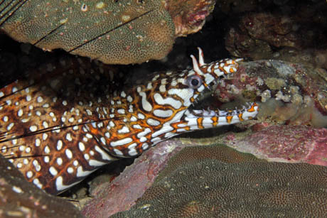 torautsubo