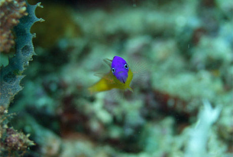 Royal_Dottyback