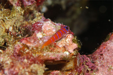 bluebandedgoby