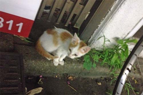 cat