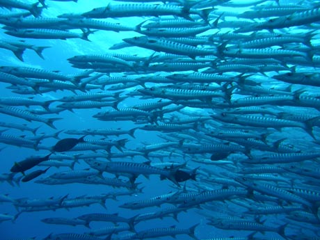 sipadan2