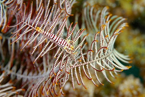 IMG_0794penekurimenesuanboinensisu