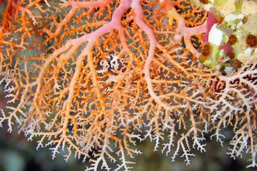 pinkcoral