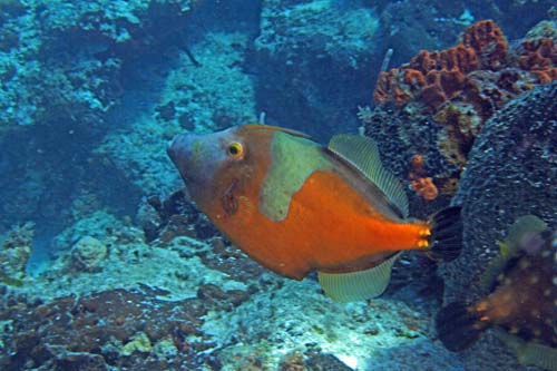 WhitespottedFilefish