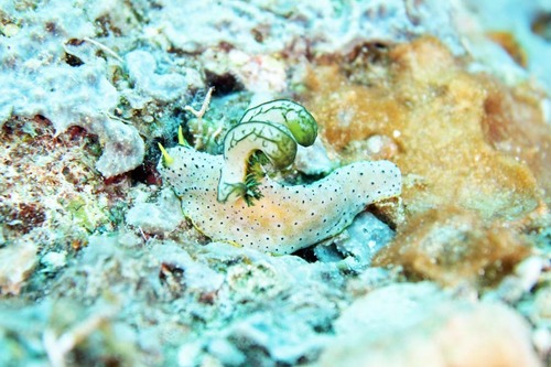 Notodoris_serenae