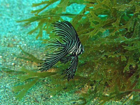 zebra_badfish