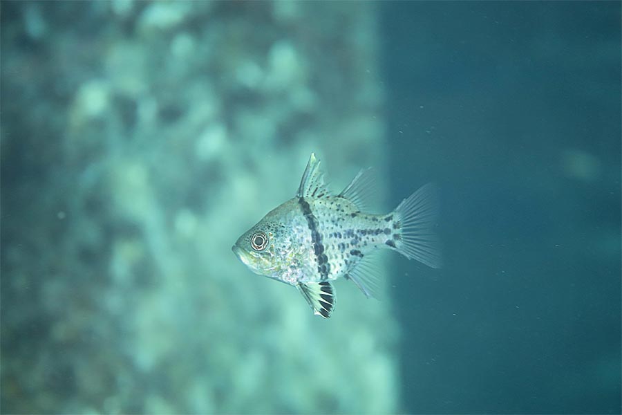 ホソスジマンジュウイシモチ タカラガイの独り言