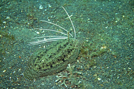 Cockatoo_flounder