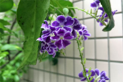 duranta