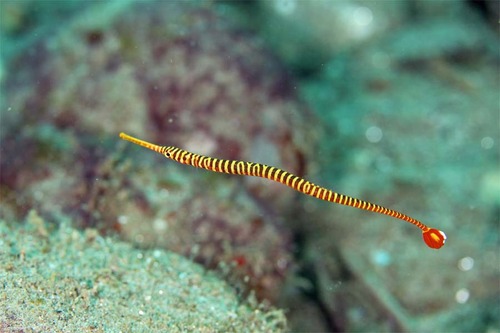 orengebandedpipefish