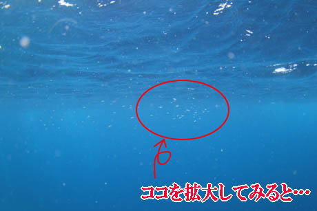 ika_image