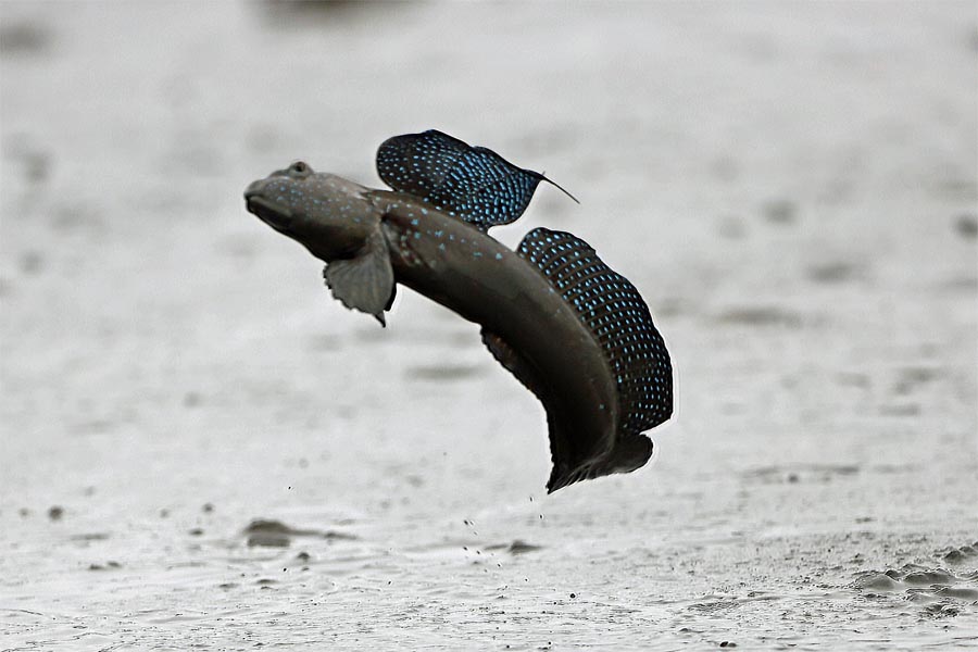ムツゴロウ タカラガイの独り言 ムツゴロウ タカラガイの独り言