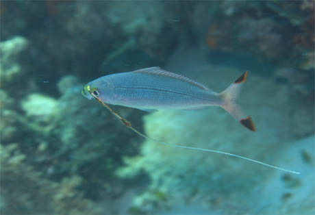 tsuribari