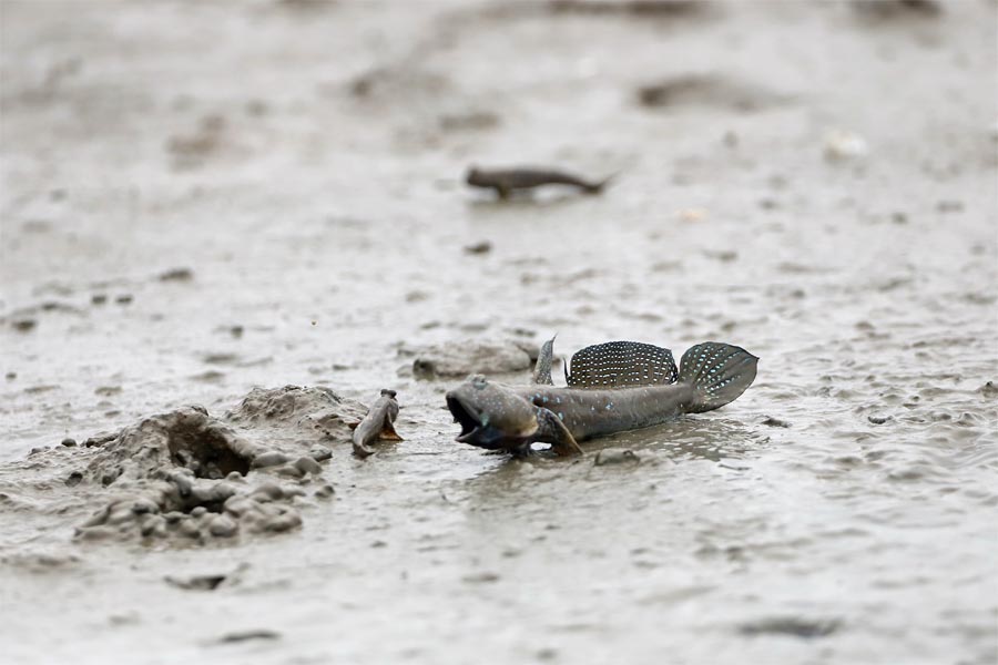 ムツゴロウ タカラガイの独り言 ムツゴロウ タカラガイの独り言