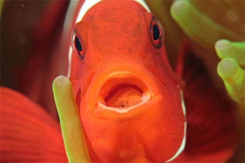 mouth2