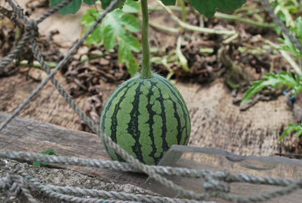 よもぎ摘み For 虫除けスプレー ロハスな専業主婦生活
