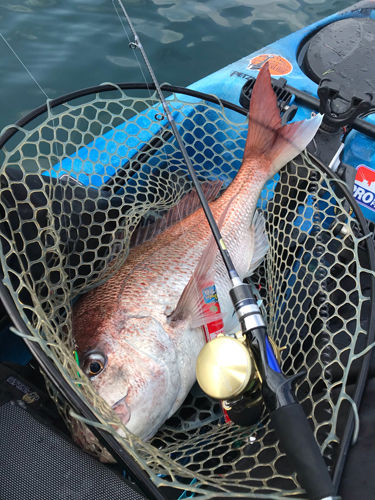 Michiさん真鯛ダービーエントリー Kayak55 Com Kf写真館 Michiさん真鯛ダービーエントリー Kayak55 Com Kf写真館