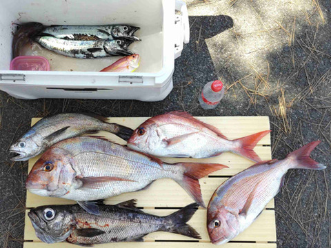 10良い釣果では?