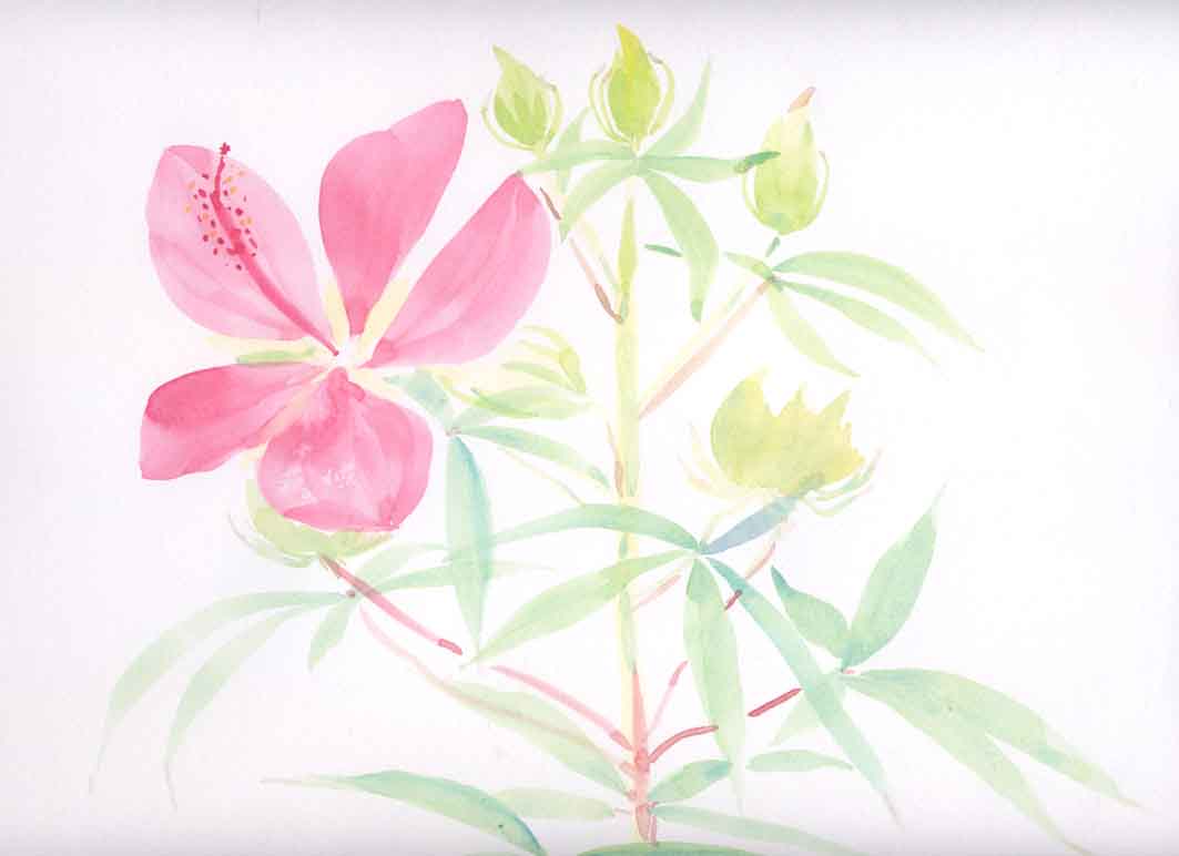 モミジアオイ 花の透明水彩画