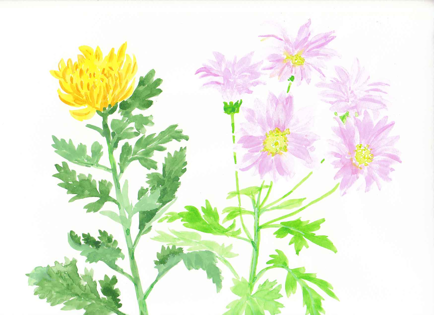 菊 ２ 花の透明水彩画