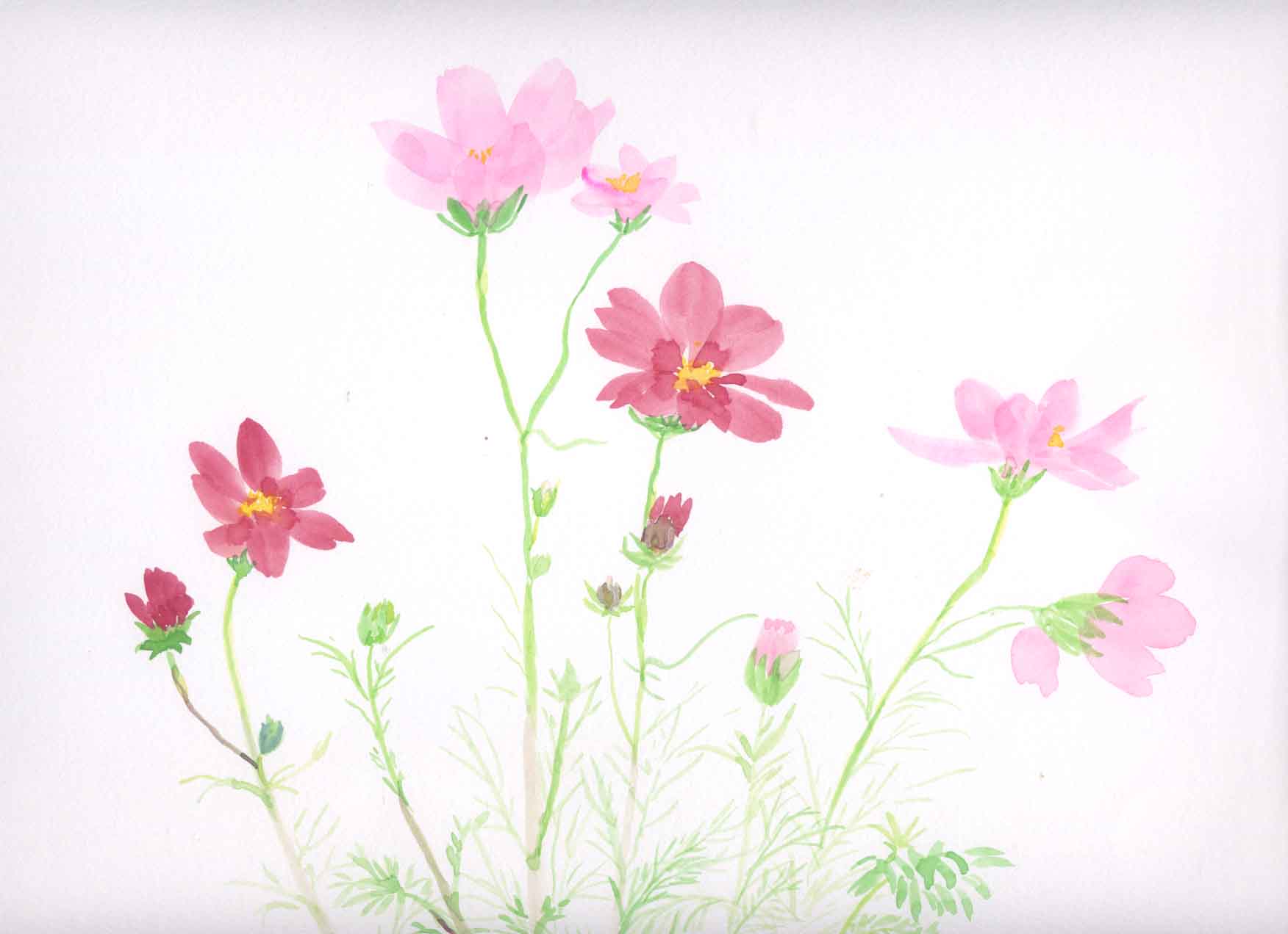 コスモス 花の透明水彩画