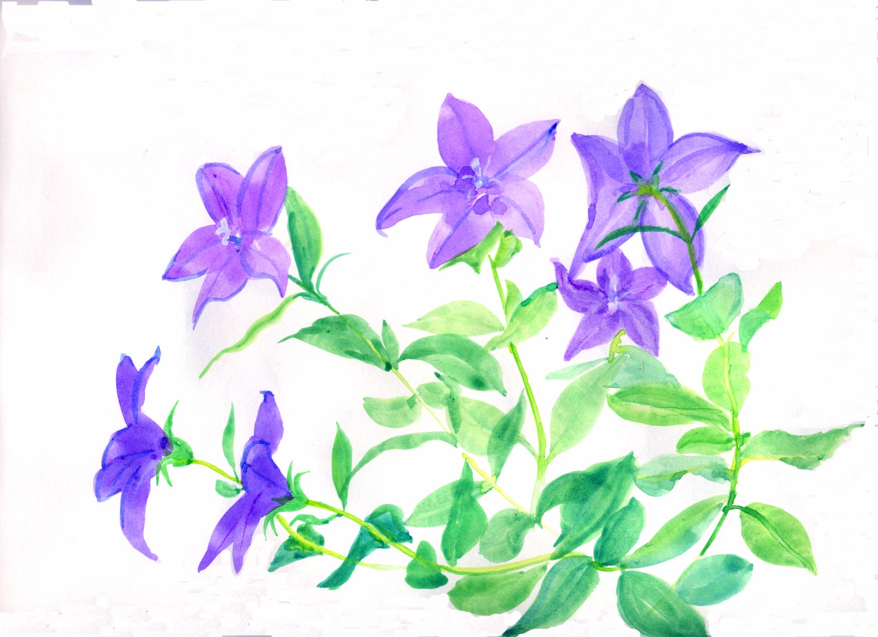 桔梗 花の透明水彩画