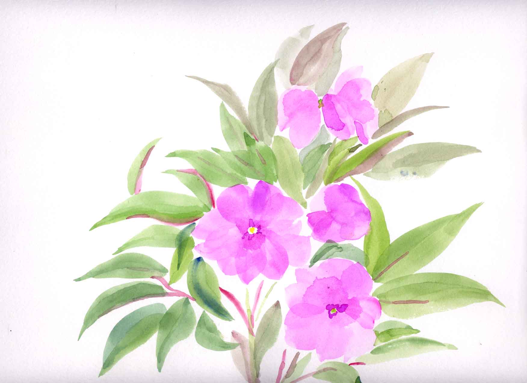 ニュギニアインパチェンス ２ 花の透明水彩画