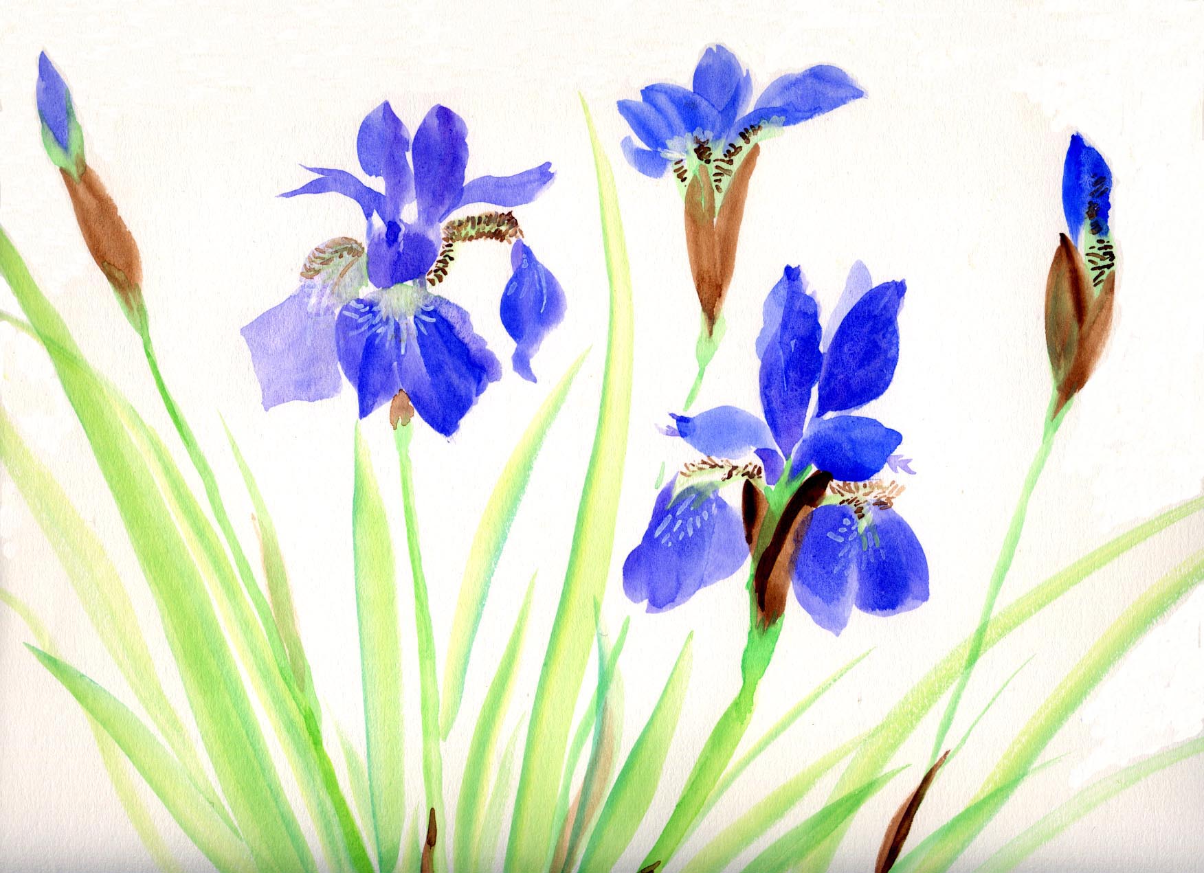 あやめ 花の透明水彩画