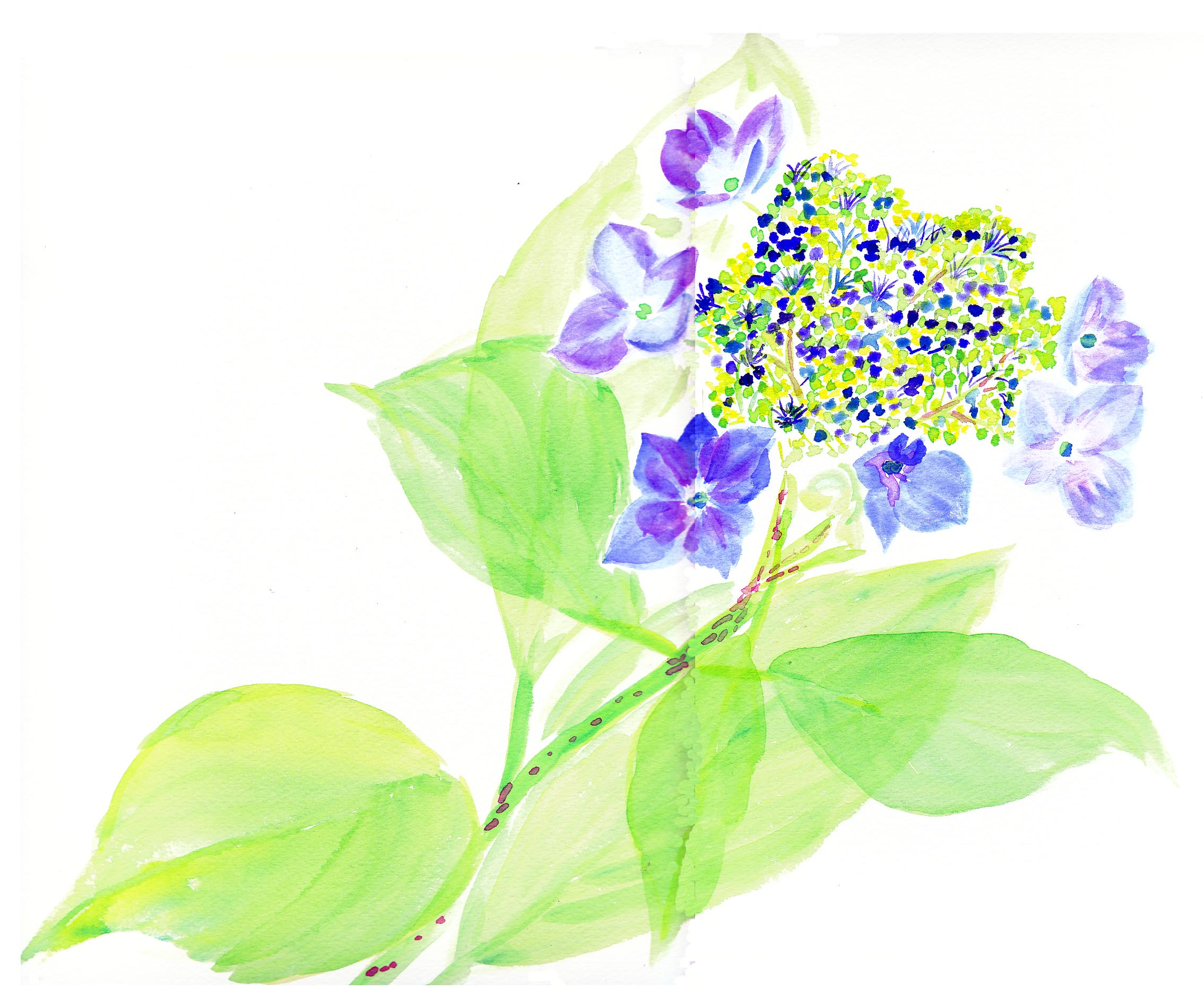 額紫陽花 ２ 花の透明水彩画