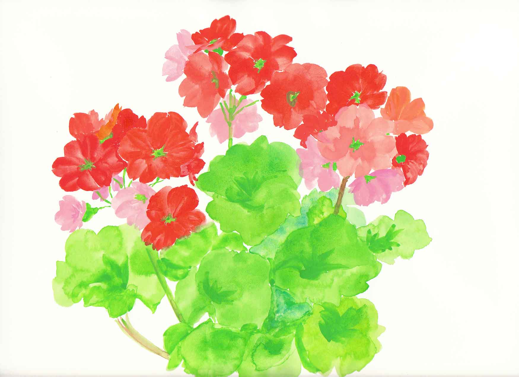 キンセンカ : 花の透明水彩画