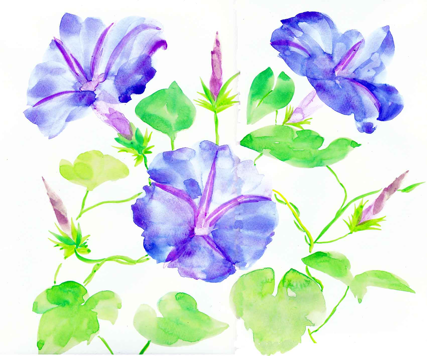 朝顔 花の透明水彩画