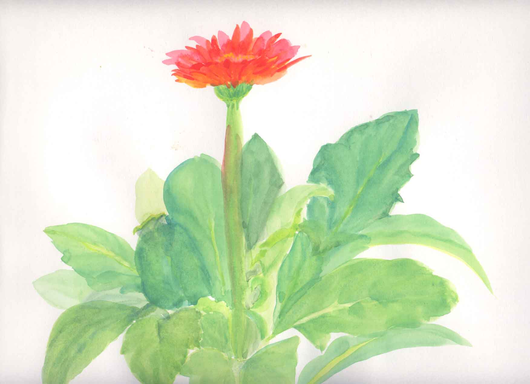 ガーベラ 花の透明水彩画