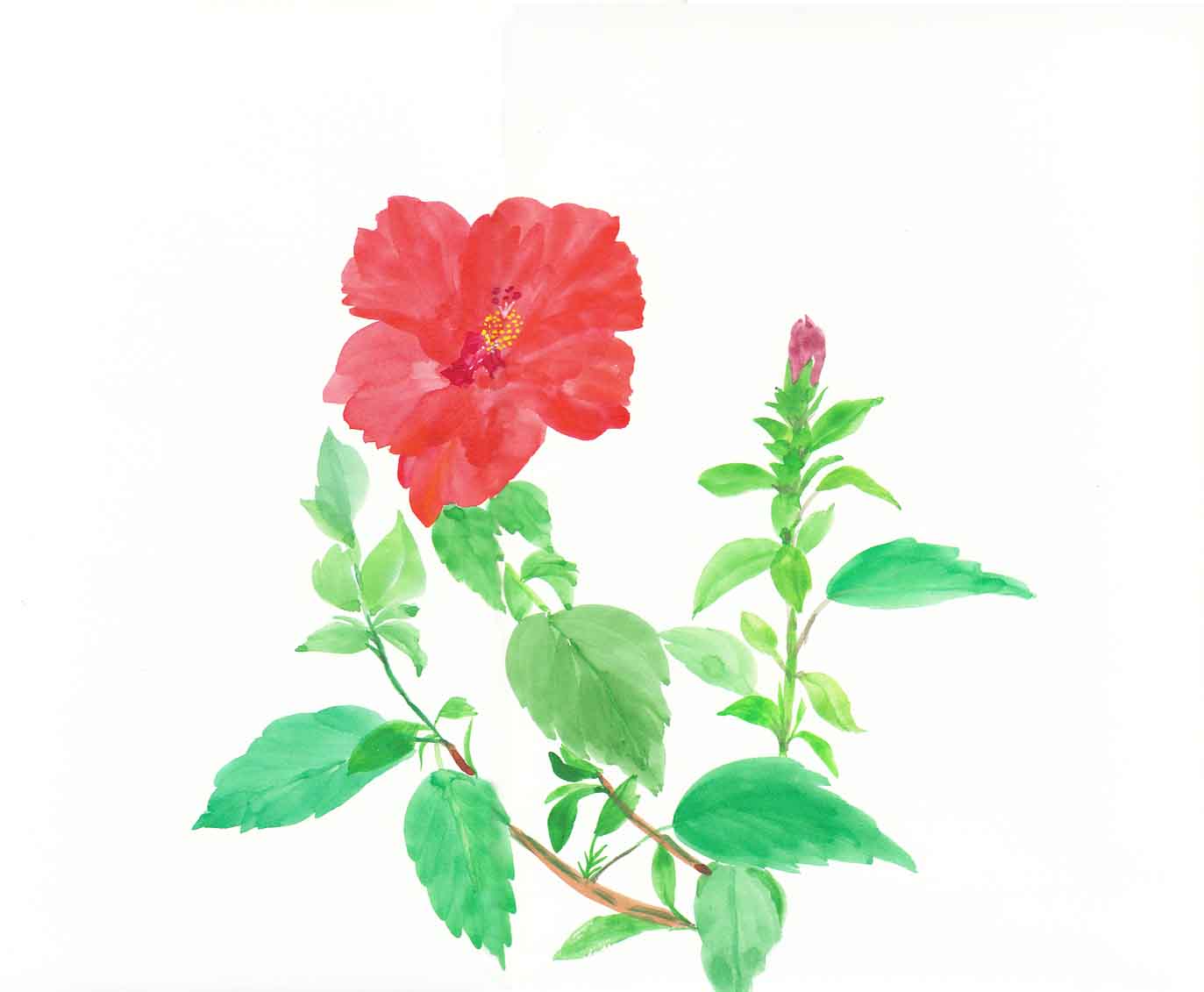 ハイビスカス ４ 花の透明水彩画