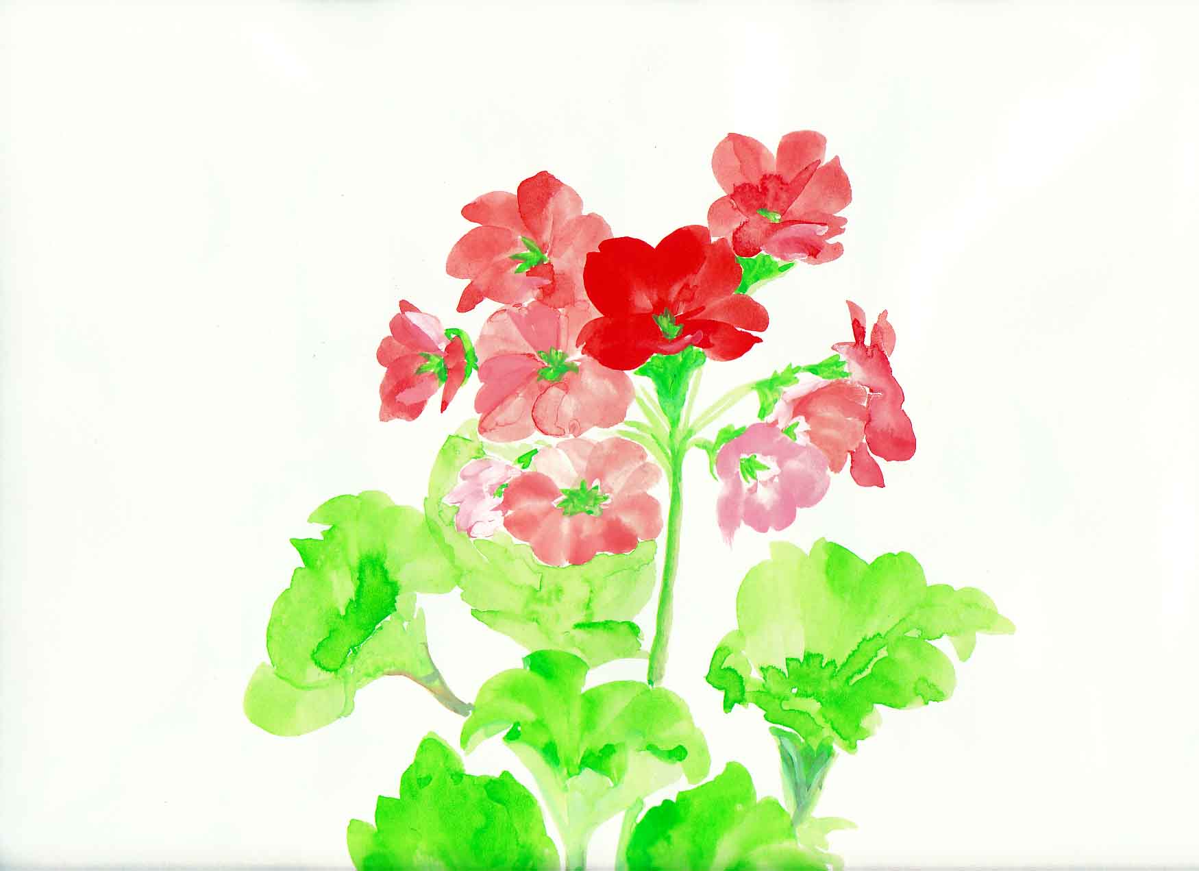 プリムラオブコニカ : 花の透明水彩画