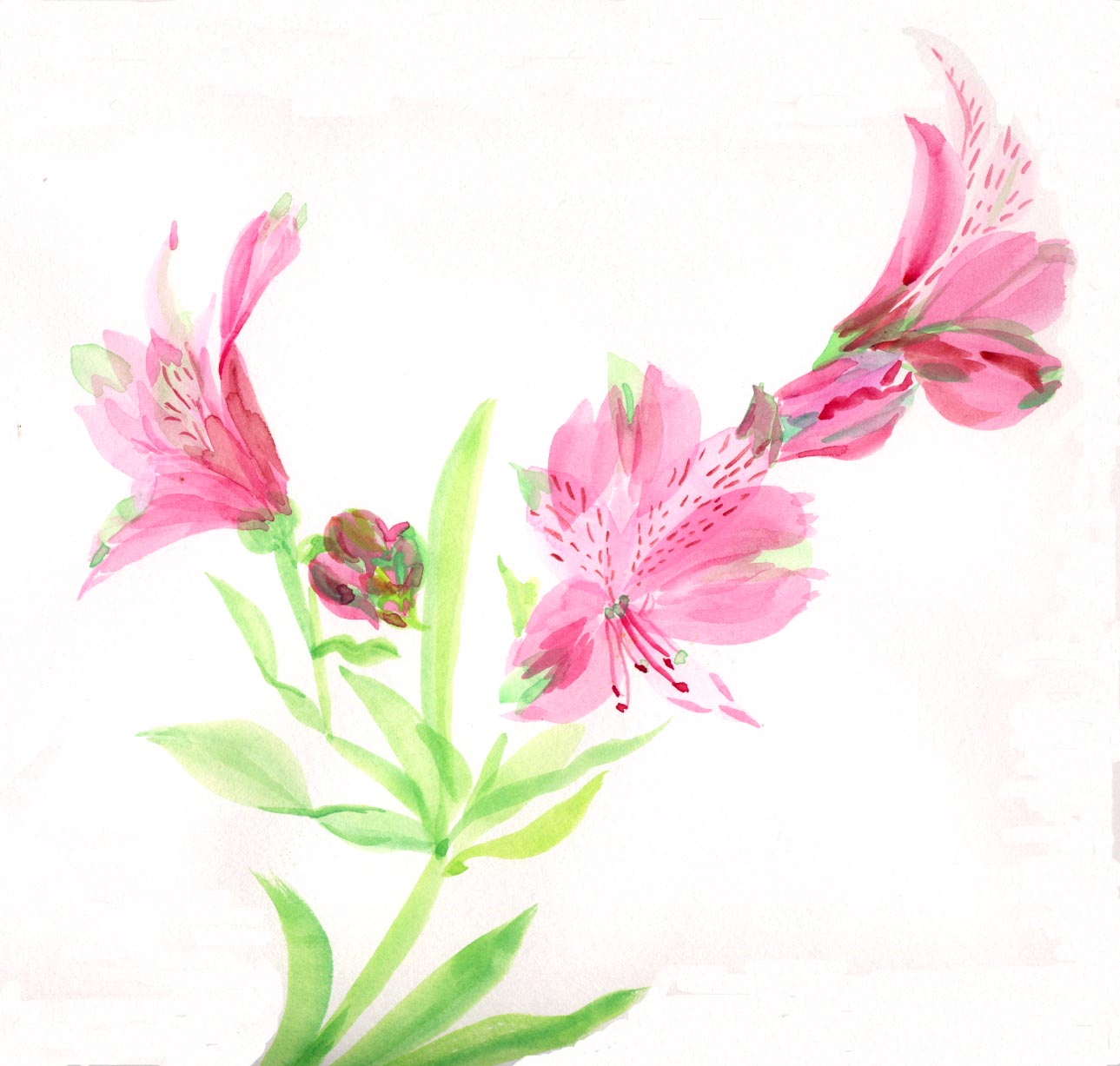 アルストロメリア 花の透明水彩画