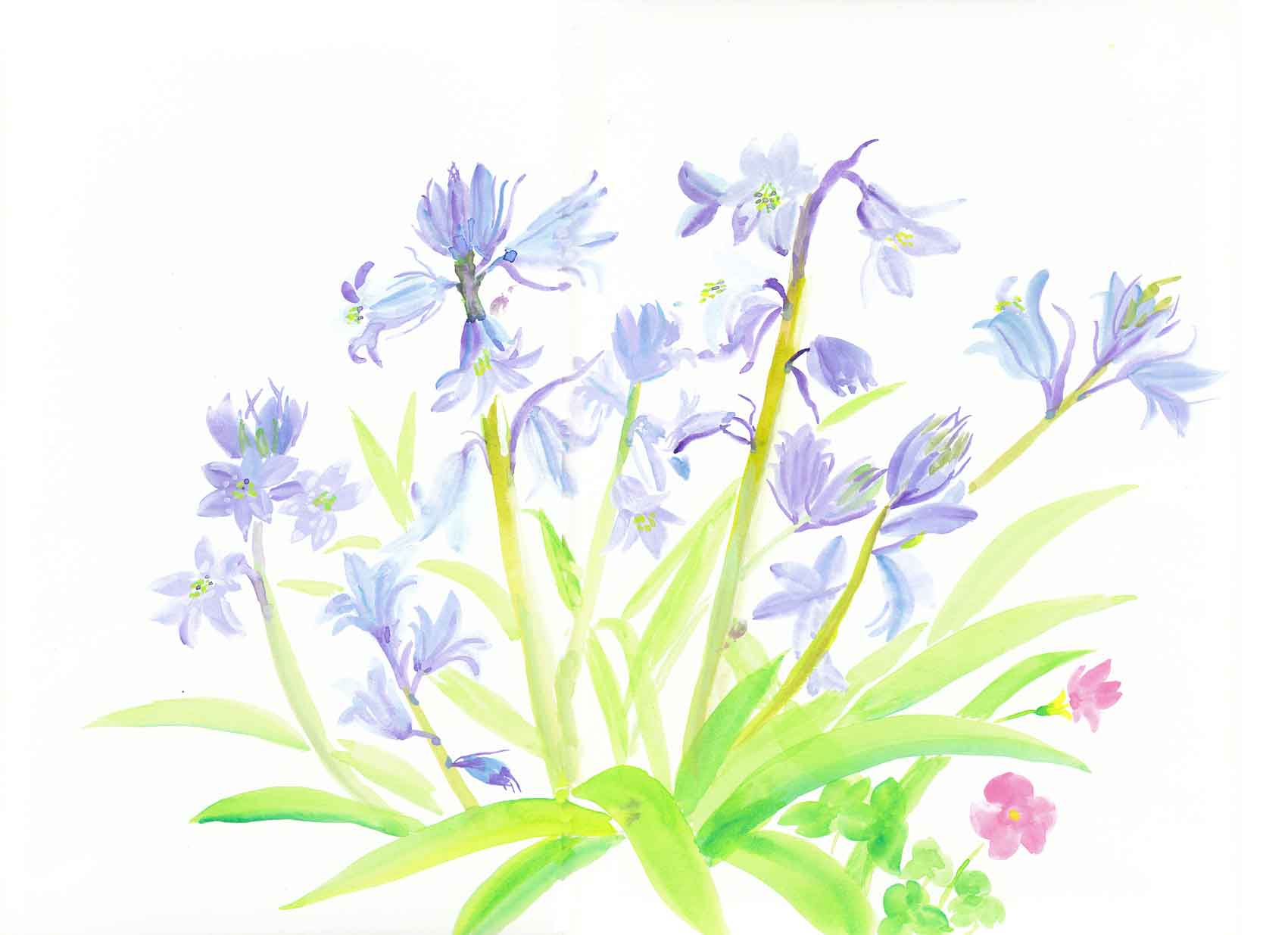 シラー カンパニュラ 花の透明水彩画