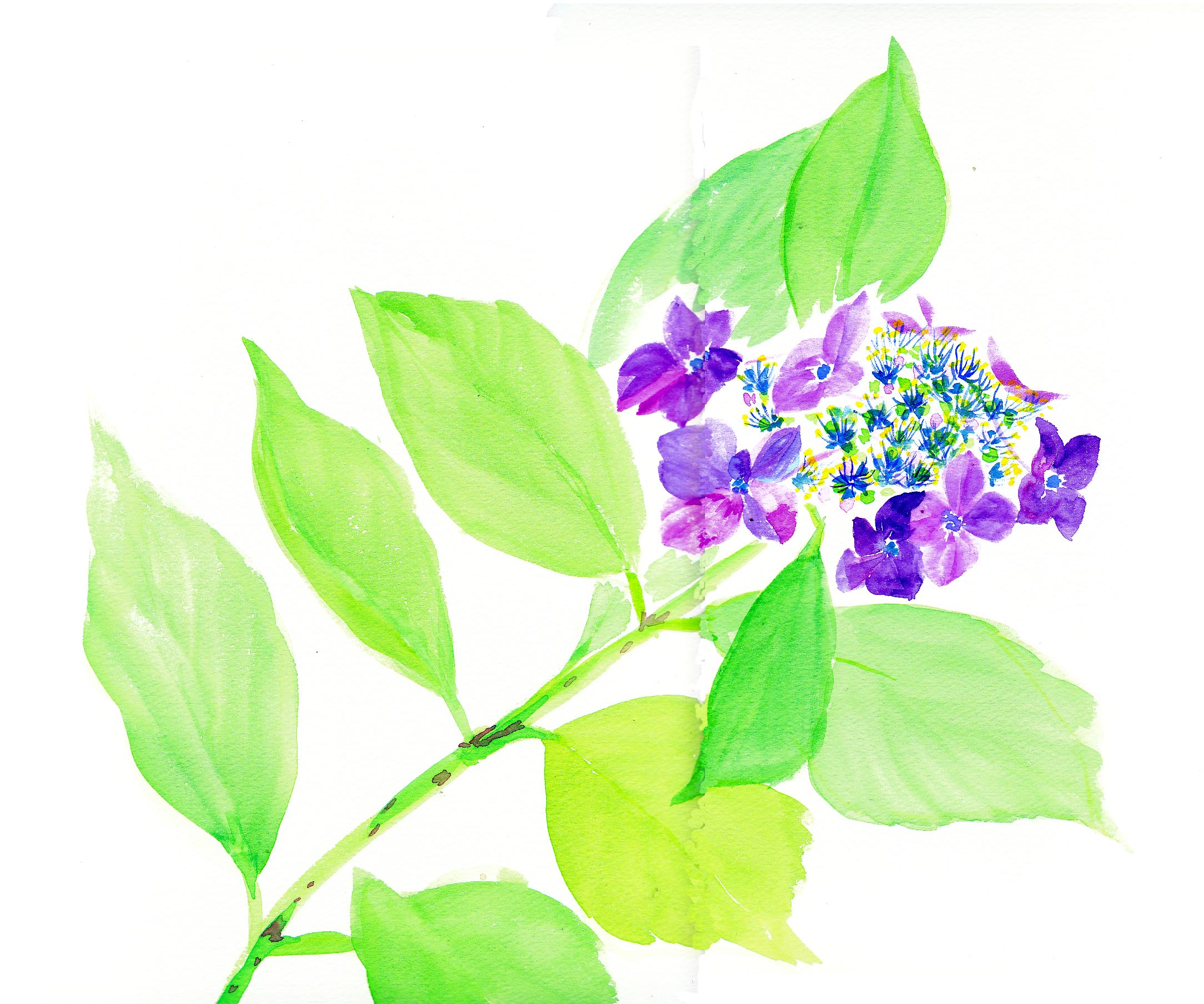 額紫陽花 一輪 花の透明水彩画