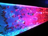 20120826アートアクアリウム金魚展29
