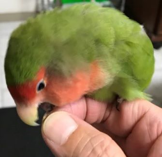 コウちゃん20170701