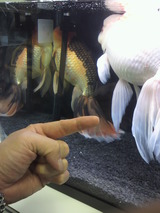 20120415金魚の品評会1