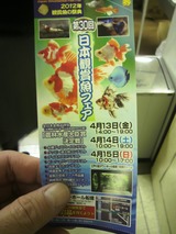 20120415金魚の品評会2