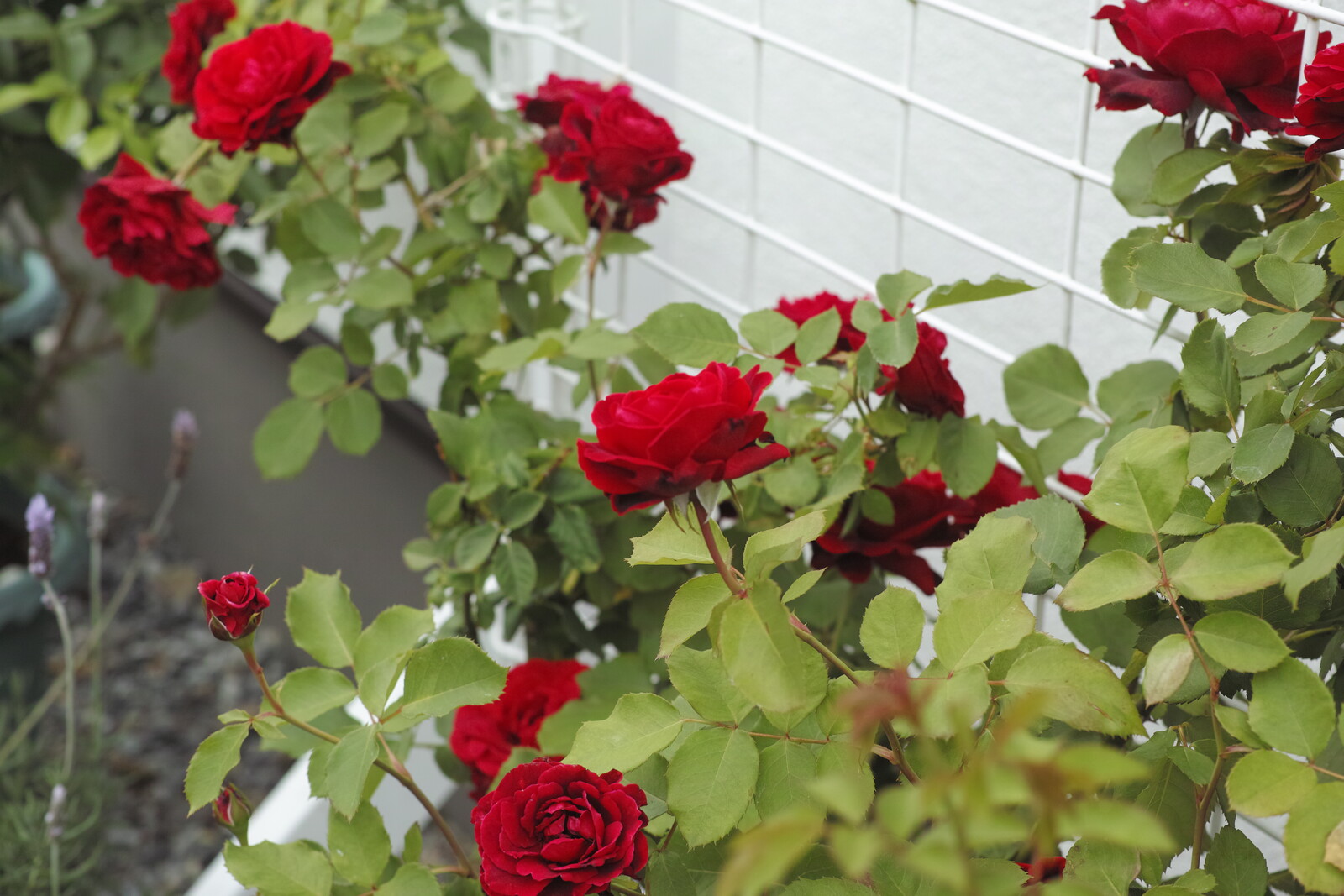 フェンス誘引のバラ バラの声が聴こえたら