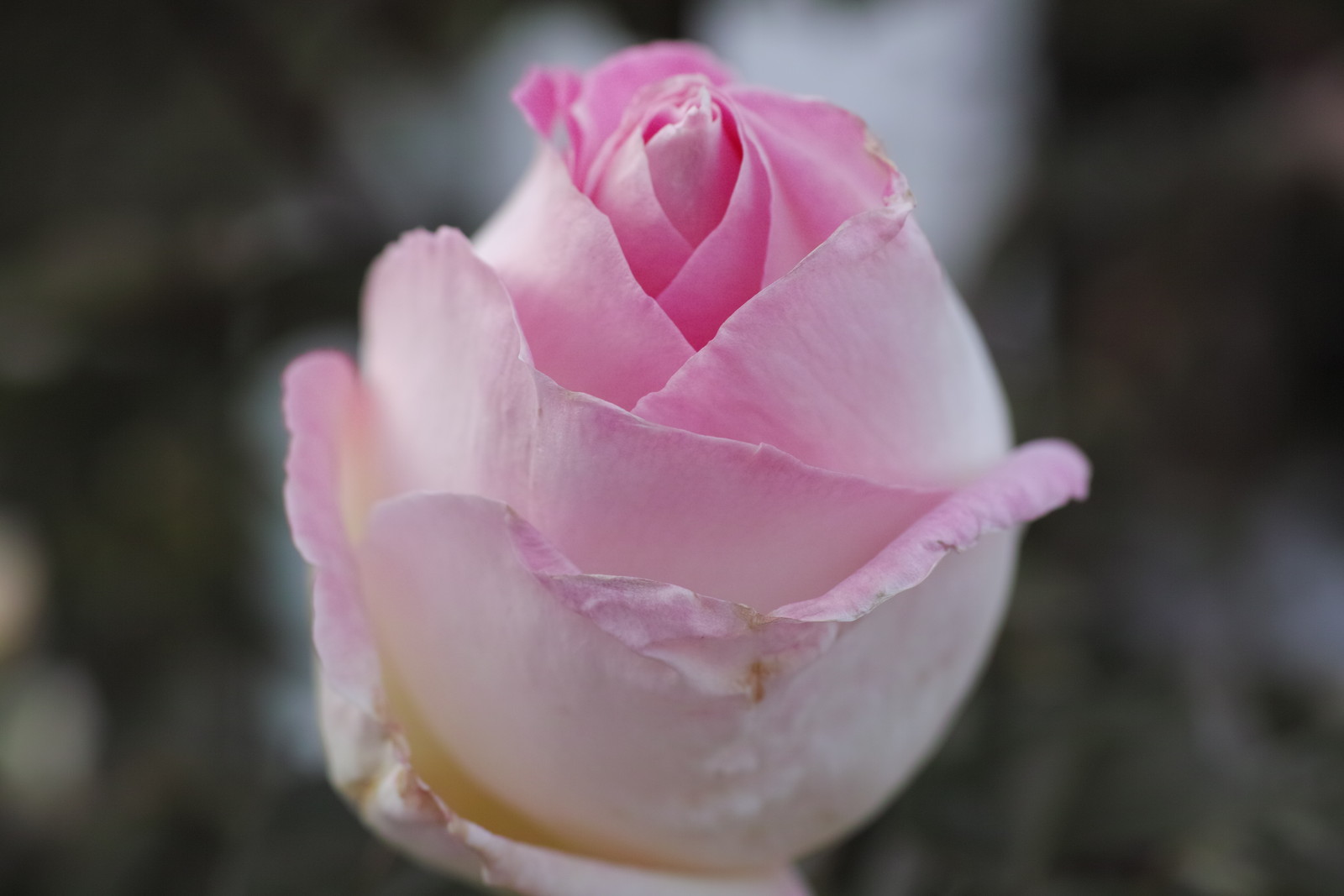 ミニ花壇のつるバラ剪定 バラの声が聴こえたら ミニ花壇のつるバラ剪定 バラの声が聴こえたら