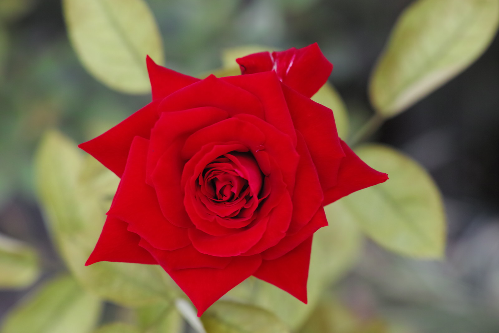 きょうも水やって撮りました バラの声が聴こえたら きょうも水やって撮りました バラの声が聴こえたら