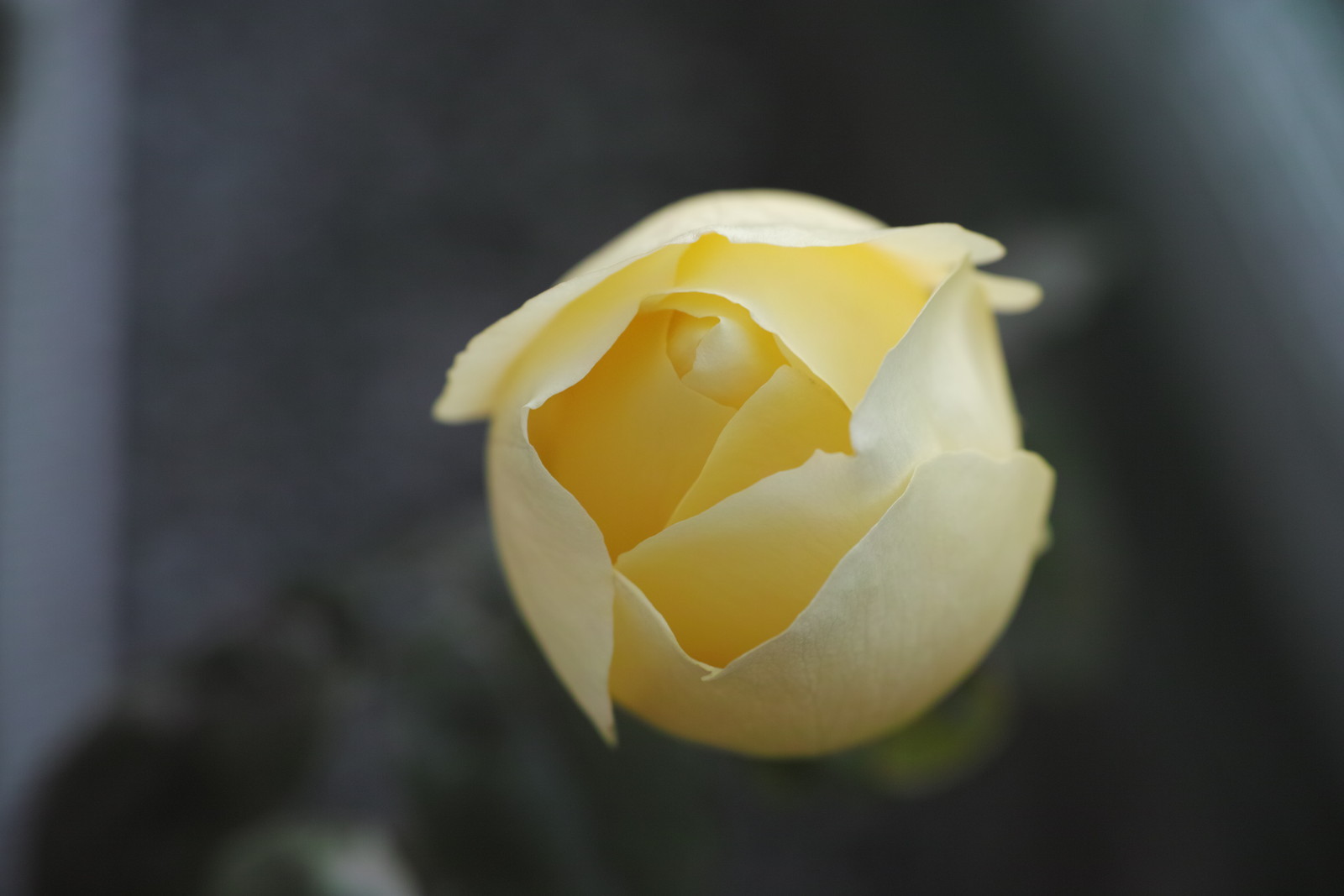 ミニ花壇のつるバラ剪定 バラの声が聴こえたら ミニ花壇のつるバラ剪定 バラの声が聴こえたら