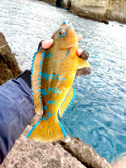 西伊豆 仁科の沖磯 犬島 ウキフカセ釣りの釣果 2023/2/4 : 伊豆半島で