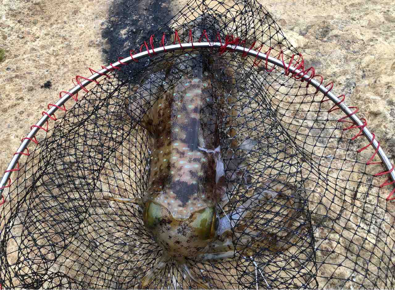 伊豆 某所 ヤエン釣りの釣果 Kayo Ebineの釣行ブログ 伊豆 某所 ヤエン釣りの釣果 Kayo Ebineの釣行ブログ