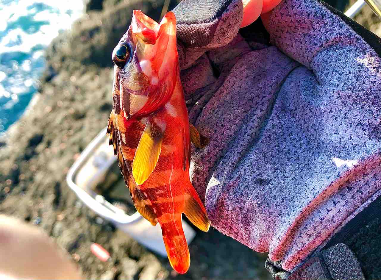 21 1 4 南伊豆 中木 大根の磯釣り釣果 Kayo Ebineの釣行ブログ 21 1 4 南伊豆 中木 大根の磯釣り釣果 Kayo Ebineの釣行ブログ